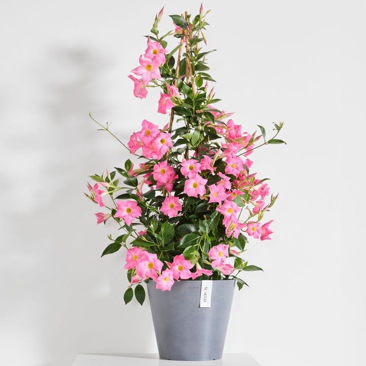 Ecopots Amsterdam Round Planter