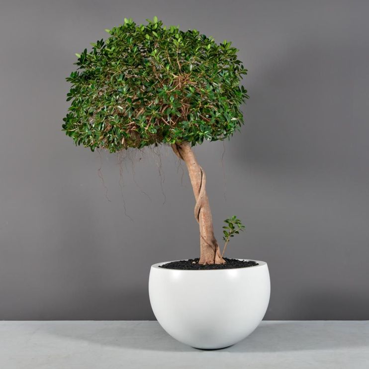 Jay Scotts Fiberglass Tarragona Tapered Bowl Planter - (18