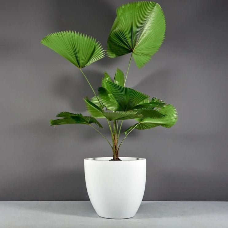 An Alocasia plant sits within a large modern white plant container against a dark gray background.