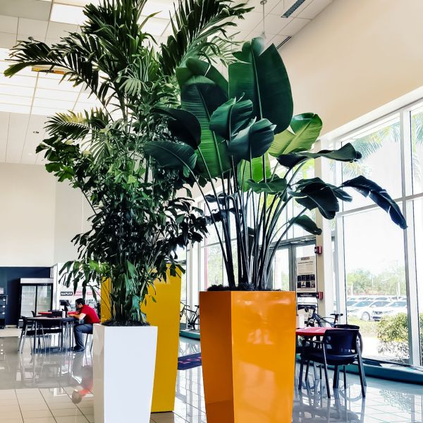 Jay Scotts Toulan Tapered Rectangle Planter | NewPro