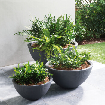 Bowl Planters